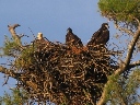 Eagle Family (Moncton 2005-07-04)
