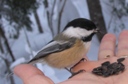 Black Capped Chickadee in My Hand (Paquetville 2005-12-27)